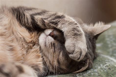 Gripe Felina Conhe A As Causas Sintomas E Tratamentos