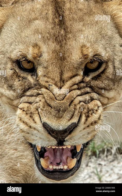 Top 999 Angry Lion Images Amazing Collection Angry Lion Images Full 4K