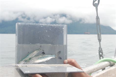 Picture Of A Pink Salmon And A Coho Salmon Smolt Caught In The Skeena