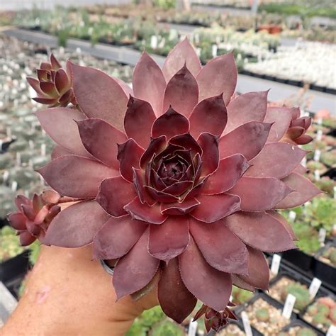 Sempervivum Cv Leopold Dw Uhlig Kakteen Ber Verschiedene Arten