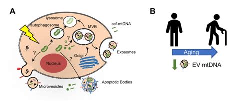 Mitochondrial Dna In Extracellular Vesicles And Association With Human