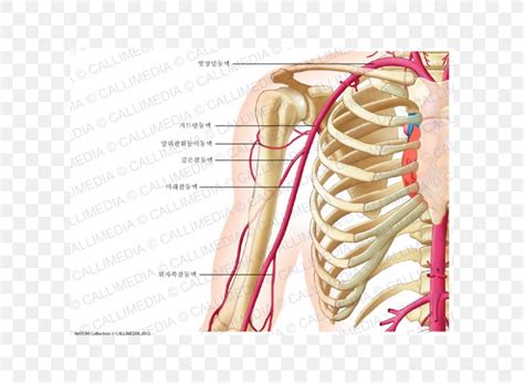 Anterior Humeral Circumflex Artery Anatomy Coronal Plane Posterior ...