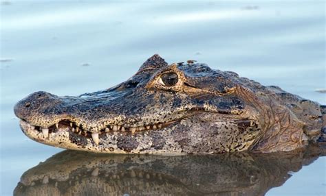 Cocodrilo Lagarto Y Caim N Aprende A Distinguirlos Luz Noticias