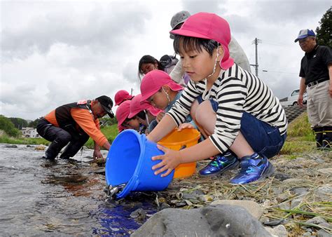 興田川で大きく育って 大東・園児がアユ稚魚放流【一関】｜iwanichi Online 岩手日日新聞社