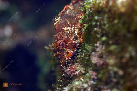 Großer Roter Drachenkopf Bild bestellen Naturbilder bei Wildlife Media