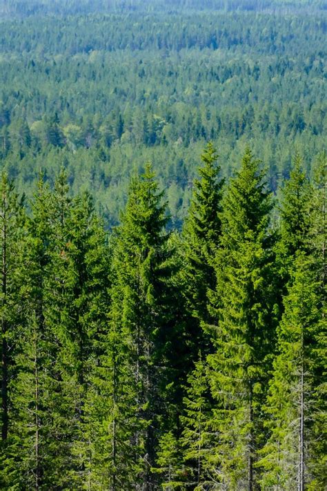 Beautiful Green Fir And Pine Forest In Sweden Stock Image Image Of