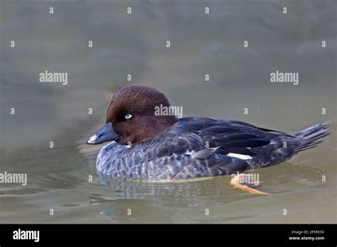 A Swimming Female Barrow S Goldeneye Bucephala Islandica Stock Photo