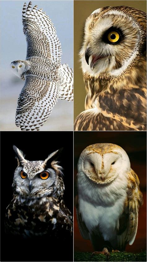 7 Simple Proven Ways To Attract Owls To Your Yard Artofit