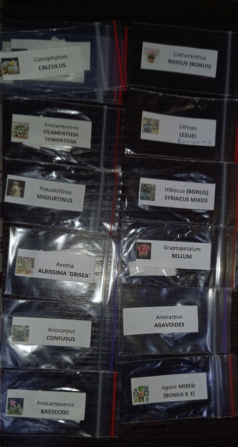 Адениум дома: семена суккулентов и экзотов. | ВКонтакте