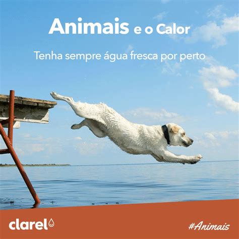 A Chegada Do Calor Os Cuidados A Ter Os Animais De Estima O