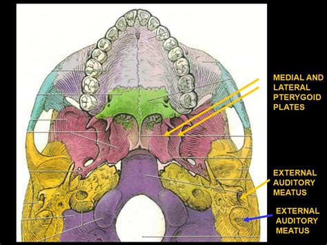 Medial And Lateral Pterygoid Plate Pterygoid Processes With Medial