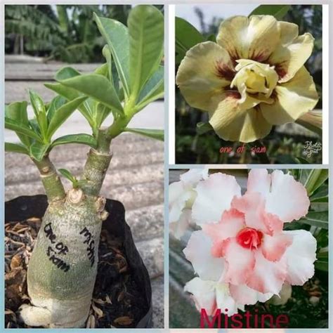 Jual Bibit Bunga Adenium Kamboja Jepang 1 Pohon 2 Warna Adenium Bunga