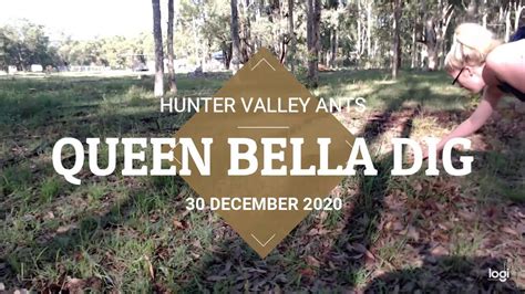 Queen Bella Dig Myrmecia Brevinoda 30 Dec 20 Part 1 3 YouTube