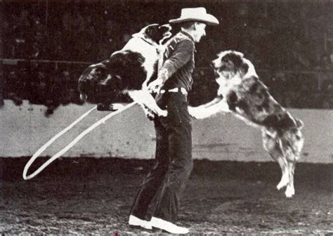 Rodeo Australian Shepherd