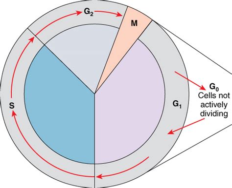 Cell Growth and Division | BIO103: Human Biology