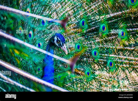 Portrait Of Beautiful Peacock With Feathers Out Peacock Stock Photo Alamy