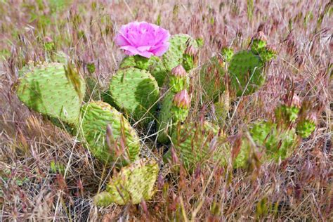 Pink Cactus Flower stock image. Image of grass, pear - 18219679