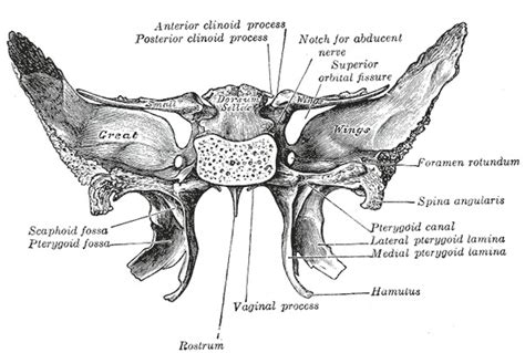 [figure The Sphenoid Bone Upper And Posterior Surfaces Contributed