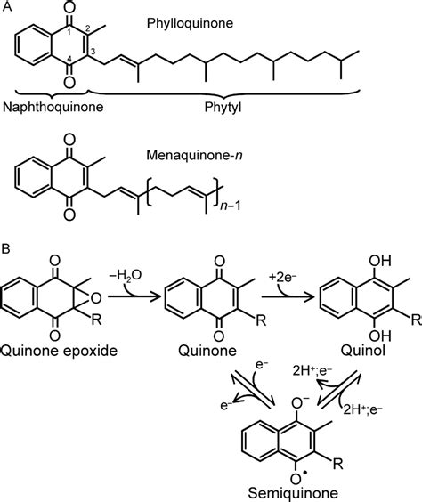 A Structures Of Phylloquinone Vitamin K And Menaquinones