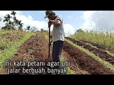 Ini Cara Menanam Ubi Jalar Agar Berbuah Banyak Kalau Syaratnya Sudah