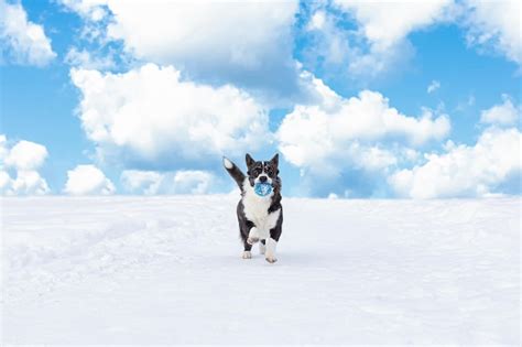 Premium Photo A Dog Running With A Toy In The Snow Welsh Corgi