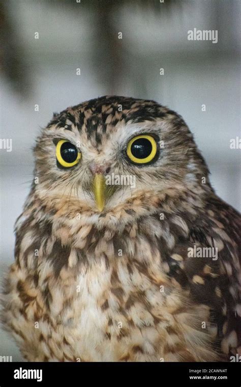 Vertical Shot Of An Eastern Screech Owl With A Yellow Beak And Yellow