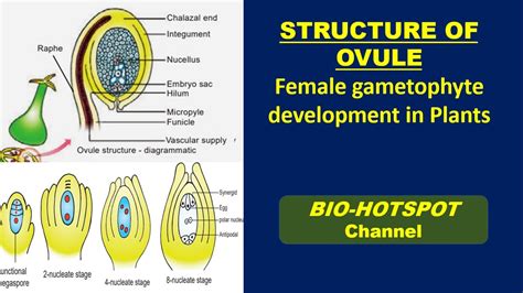 Label The Structures In The Diagram Of A Female Gametophyte