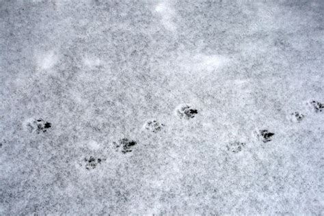 Dog tracks on snow — Stock Photo © slowbird #5256517