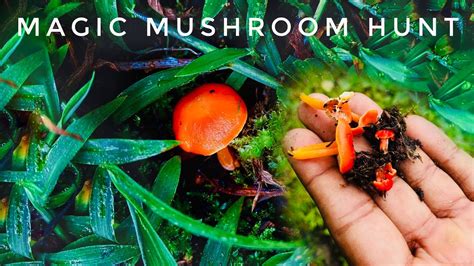 Magic Mushroom Hunt Kodaikanal Youtube