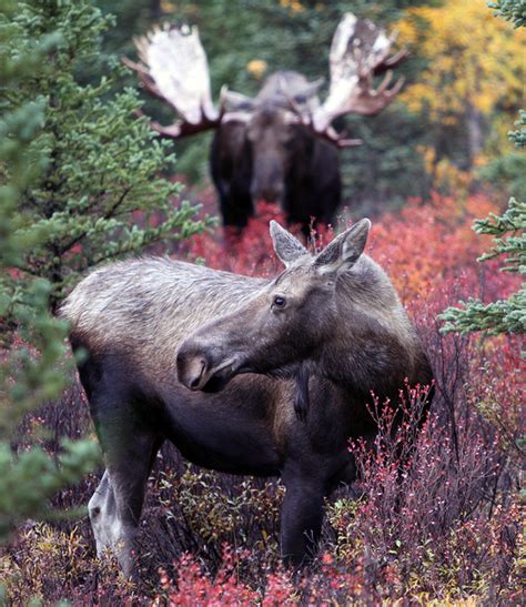 Brian Montalbo Photography Alaska Animals