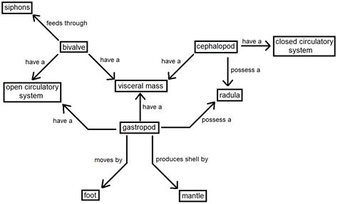 Make A Concept Map That Shows The Characteristics And Divers Quizlet