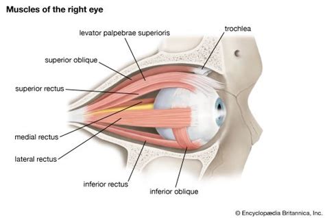 Lateral Rectus Muscle