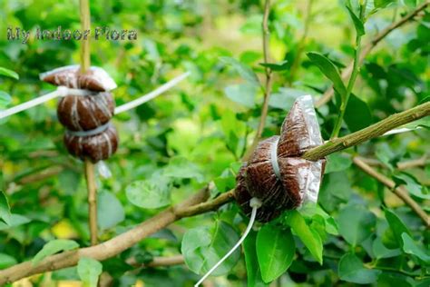 Air Layering Propagation: [Difficult-To-Root Woody Plants]