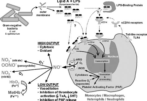 Characteristic endotoxin activity resides in the lipid A component... | Download Scientific Diagram