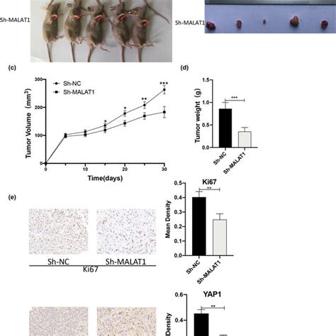 Knockdown Of Malat Inhibits The Growth Of Mpm Cells In Vivo A And B