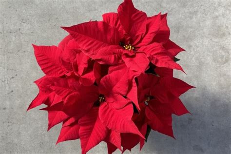 Dümmen Orange Debuts New Poinsettia Varieties at North American Trials