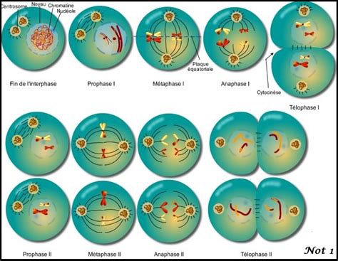 Divisão Celular Mitose e Meiose Planeta Biologia