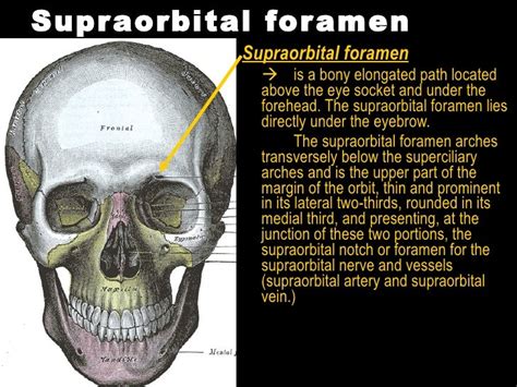 The Head Human Anatomy