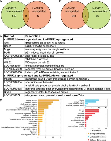 Pmp Induces Gene Expression Changes In Schwann Cells A Venn Diagram