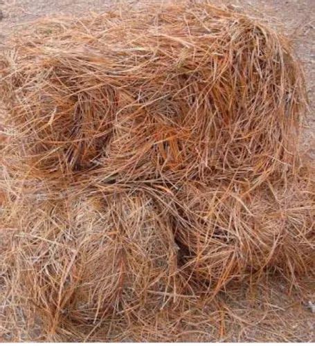 Biomass Briquettes Pine Needle Manufacturer From Rudrapur