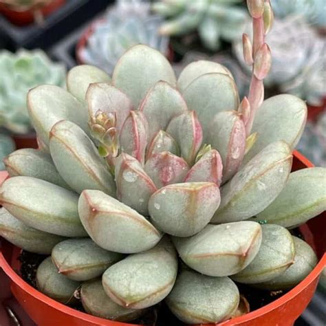 16 Top Graptoveria Varieties Everyone Loves - Sublime Succulents