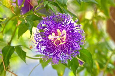 Passiflora Inspiration Passion Flower Stock Photo Image Of Passiflora