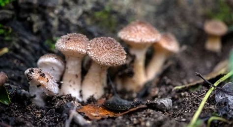 7 Common Mushrooms In Oregon Star Mushroom Farms