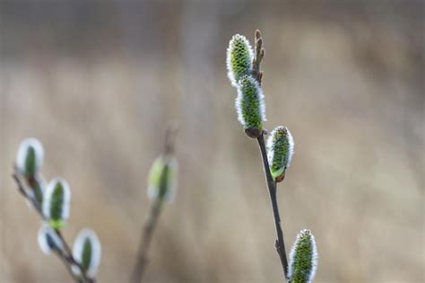 Premium Photo Pussy Willow Buds On A Tree