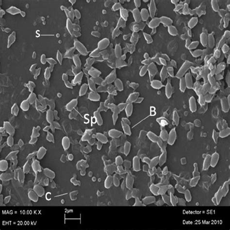 Pdf Effects Of Bacillus Thuringiensis Subsp Kurstaki Hd1 Spore Crystal Mixture On The Adults