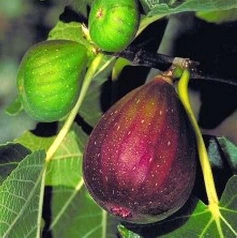 Brown Turkey Fig | Star Nursery Garden and Rock Centers