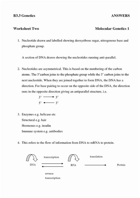 Dna Worksheet And Answer Key