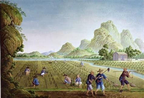 Rice Cultivation In Ancient China 18th Century Paintings