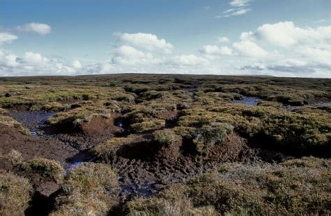 10 Facts about Bogs | Fact File