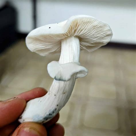 True Albino Teacher Magic Mushroom Information